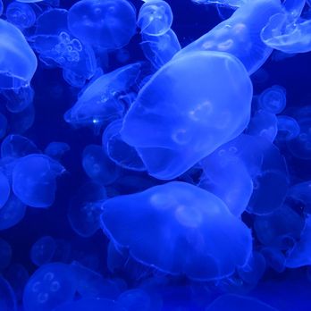 Downtown Aquarium - Jelly fish - Museums Near Me - Denver, Colorado Downtown Aquarium - Jelly fish - Museums Near Me - Denver, Colorado