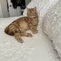 Photo of Pam's Doggie Do's And Kitties Too
