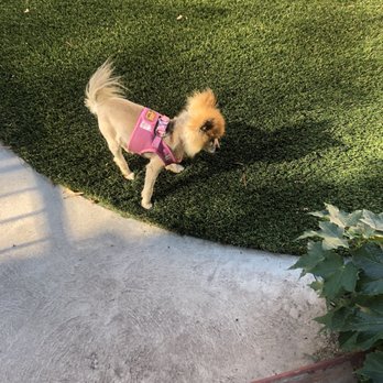 SYNLawn - Utah - deciding what he thinks - Artificial Turf Near Me - Murray, Utah