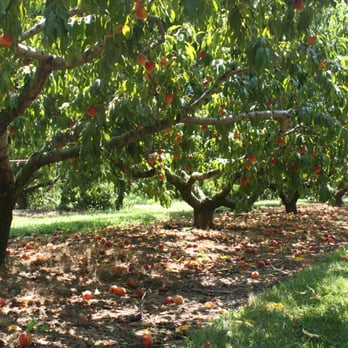 Battleview Orchards - Pick Your Own Farms Near Me - Freehold, New Jersey
