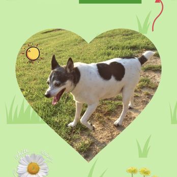 Orange County Mobile Vet - Stella RIP - Veterinarians Near Me - Ladera Ranch, California