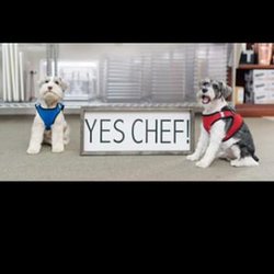 Yes Chef Restaurant Equipment & Supplies - Puppy Friendly!