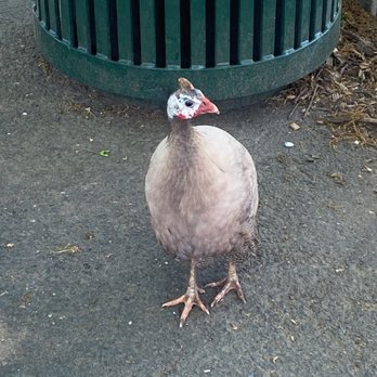 Staten Island Zoo - Greeted us at the entrance :) - Zoos Near Me - Staten Island, New York