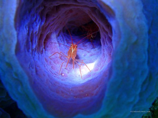 Culebra Divers by null
