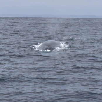 Next Level Sailing - Blue Whale - Boat Charters Near Me - San Diego, California Next Level Sailing - Blue Whale - Boat Charters Near Me - San Diego, California
