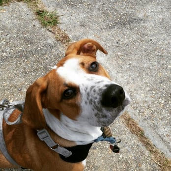 Leash - Dog Walkers Near Me - New Orleans, Louisiana Leash - Dog Walkers Near Me - New Orleans, Louisiana
