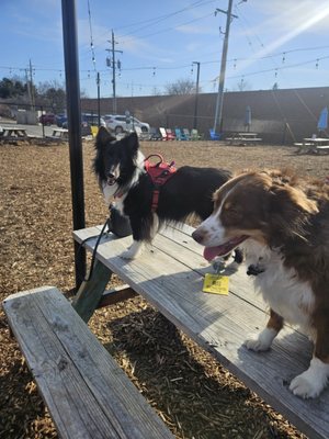Barkside Detroit by null