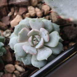 Grow Something - Beautiful succulents and succulent clippings from Grow Something!