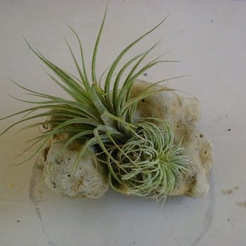The Potted Patio - Tillandsia in a Beach Rock - Landscaping Near Me The Potted Patio - Tillandsia in a Beach Rock - Landscaping Near Me
