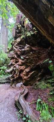 Redwood Adventures by null