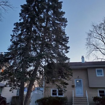 Royal Tree Service - Tree that was leaning and not doing well - Tree Services Near Me - Elizabeth, New Jersey Royal Tree Service - Tree that was leaning and not doing well - Tree Services Near Me - Elizabeth, New Jersey