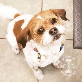 My Puppy Parlor - Flapjack - Pet Groomers Near Me - Madison, Tennessee