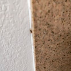 Country Inn & Suites Radisson - Bugs stuck in plaster