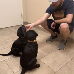 Chalco Hills Animal Hospital - Vet