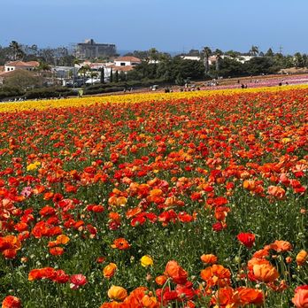 The Flower Fields - Venues & Event Spaces Near Me - Carlsbad, California The Flower Fields - Venues & Event Spaces Near Me - Carlsbad, California