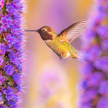 Sea Terrace Community Park - Hummingbird feeding on Pride of Madeira flowers | IG @moniquedao - Parks Near Me - Dana Point, California Sea Terrace Community Park - Hummingbird feeding on Pride of Madeira flowers | IG @moniquedao - Parks Near Me - Dana Point, California