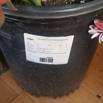 Evergreen Nursery - Nurseries & Gardening Near Me - San Leandro, California Evergreen Nursery - Nurseries & Gardening Near Me - San Leandro, California