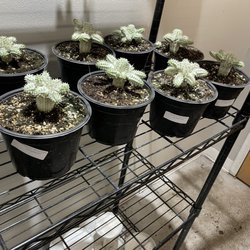 Tropical Plant Paradise - Succulent