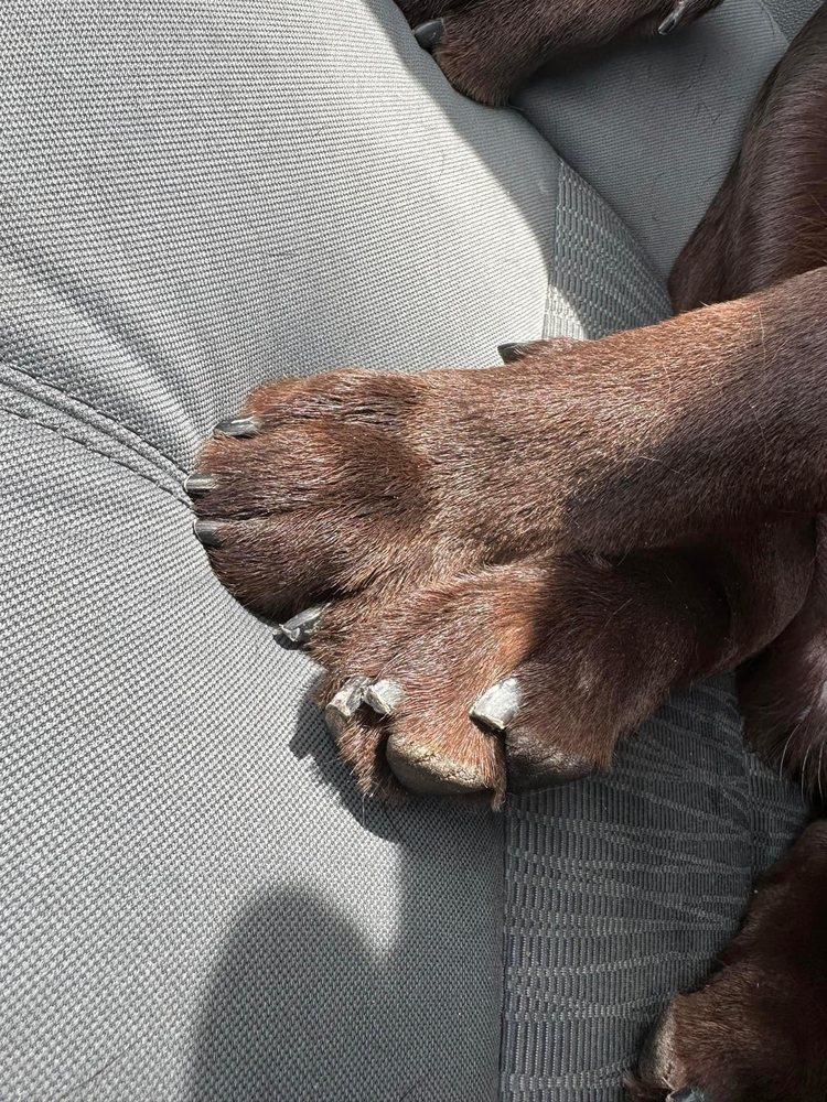 SONJA PROFESSIONAL PET GROOMING Updated August 2024 711 N 10th St