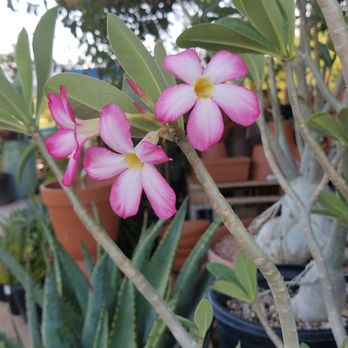 Dig It Gardens - Nurseries & Gardening Near Me - Phoenix, Arizona