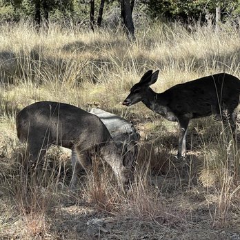 Bog Springs Campground - Campgrounds Near Me - Madera Canyon, Arizona