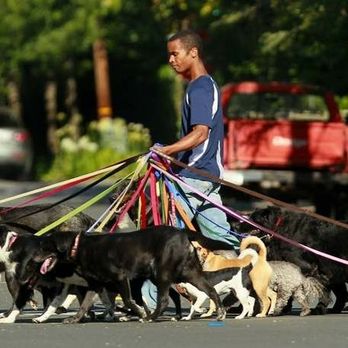 Stephen Walks Dogs - Sixteen dog leashes, God knows how many little blue plastic bags in my pocket! - Pet Sitting Near Me Stephen Walks Dogs - Sixteen dog leashes, God knows how many little blue plastic bags in my pocket! - Pet Sitting Near Me