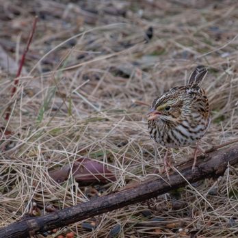 Shawangunk Grasslands National Wildlife Refuge - Savannah Sparrow - Parks Near Me - Wallkill, New York Shawangunk Grasslands National Wildlife Refuge - Savannah Sparrow - Parks Near Me - Wallkill, New York