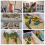 Exotic Bird & Pet Expo