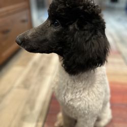 Dog-Gone Gorgeous Pet Salon - Poodle shaved face