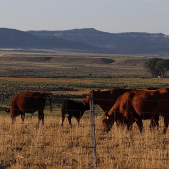 Bear Valley RV & Camping Resort - Cows coming up to the fence - Campgrounds Near Me - Panguitch, Utah