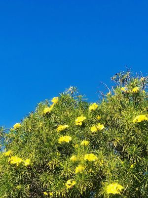 Palomar College by null