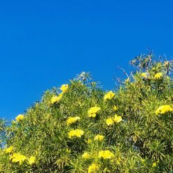 Palomar College - Tree on campus