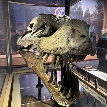 Field Museum - Museums Near Me - Chicago, Illinois