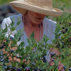 Riiska Brook Orchard - Blueberry Picking