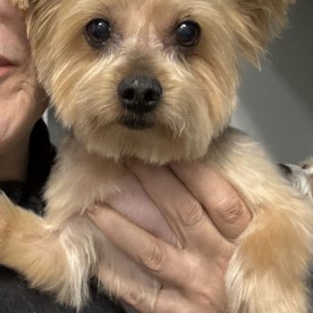 Alpha Dog Salon - Max looks adorable!! Thanks Alpha Dog Salon! - Pet Groomers Near Me - Cornelius, North Carolina Alpha Dog Salon - Max looks adorable!! Thanks Alpha Dog Salon! - Pet Groomers Near Me - Cornelius, North Carolina