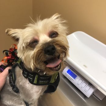Madagascar Pet Services - At the emergency vet - Pet Groomers Near Me - Sunnyside, New York