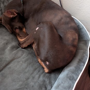 Aurora Animal Hospital - Major hair loss on a 6 year old Doberman. - Veterinarians Near Me - Centennial, Colorado Aurora Animal Hospital - Major hair loss on a 6 year old Doberman. - Veterinarians Near Me - Centennial, Colorado