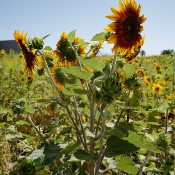 Vertuccio Farms - Sunflower days at Vertuccio Farms - Farmers Market Near Me - Mesa, Arizona