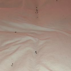 LussoStay - Dead flies all over bedding.
