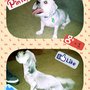 Photo of Austin Pet Care