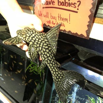 Animal House - Massive L330 Watermelon Pleco - Pet Stores Near Me - Oregon City, Oregon