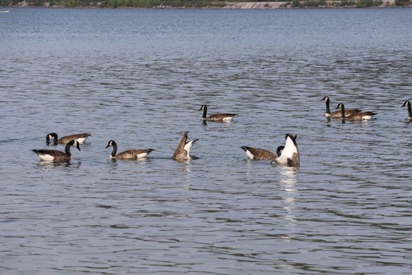 Devil's Lake State Park by null