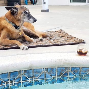 Your K9 Trainer - Enjoying the jacuzzi together - Pet Training Near Me Your K9 Trainer - Enjoying the jacuzzi together - Pet Training Near Me