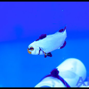 Atlantic Blue Aquariums - Aquarium Services Near Me - West Palm Beach, Florida Atlantic Blue Aquariums - Aquarium Services Near Me - West Palm Beach, Florida