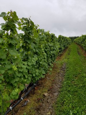 Le Vignoble du Ruisseau - Winery & Cidery by null