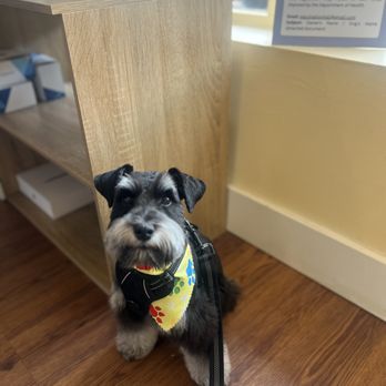HomeDoggy 2 - Pet Boarding Near Me - Brooklyn, New York HomeDoggy 2 - Pet Boarding Near Me - Brooklyn, New York