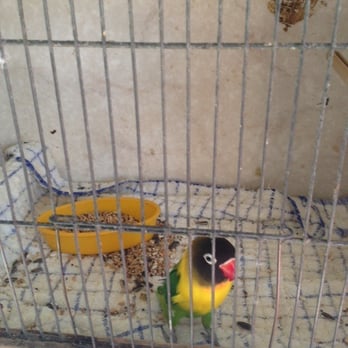 SPCA BirdWing Centre - Gorgeous Love Bird in Recovery - Community Service/Non-Profit Near Me - Auckland, AUK