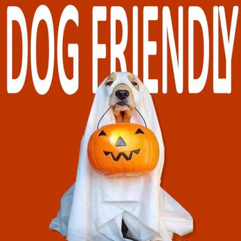 Arizona Pumpkin Patch - Dog Friendly Pumpkin Patch - Pumpkin Patches Near Me - Gilbert, Arizona