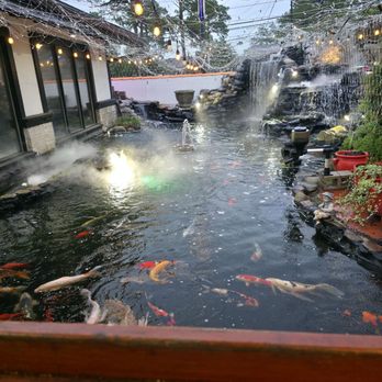 Sakura Japanese Steakhouse - Koi pond - Sushi Bars Near Me - Jacksonville, Florida Sakura Japanese Steakhouse - Koi pond - Sushi Bars Near Me - Jacksonville, Florida