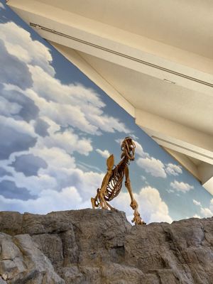 New Mexico Museum of Natural History and Science by null